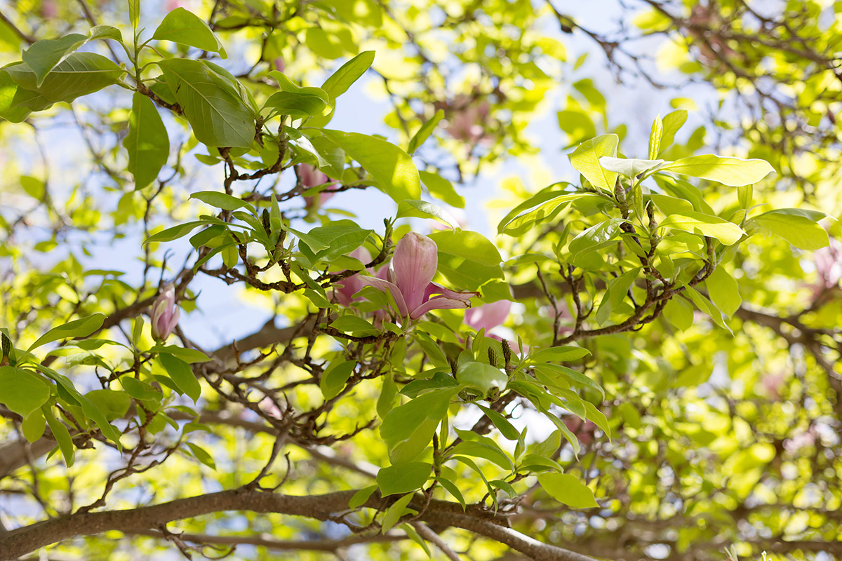 03_magnolia_tree